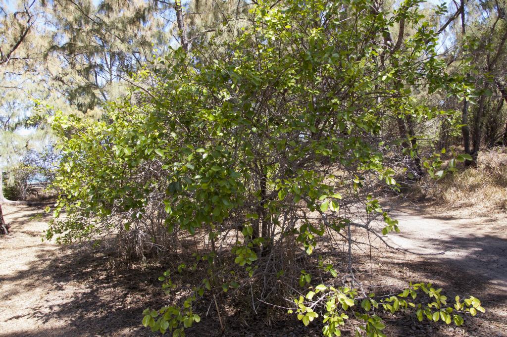 Flacourtia indica e Scaevola taccada - Mauritius